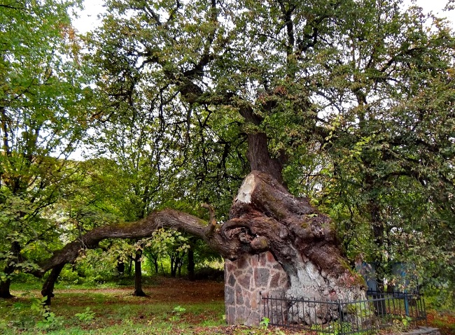 Самые старые деревья Украины