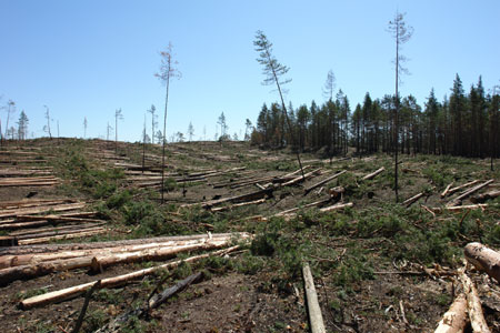 12 aprelja vstupil v silu reglament o predostavlenii informacii o rubkah lesa