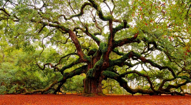 Самые старые деревья мира