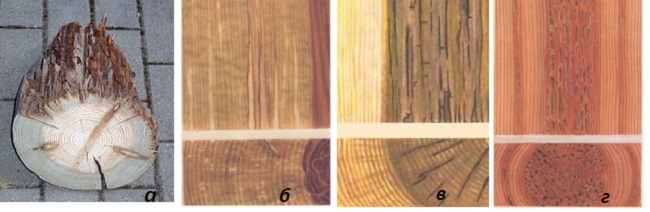 Естественные пороки древесины, гнили древесины