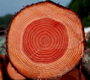 Характеристики древесины секвойи