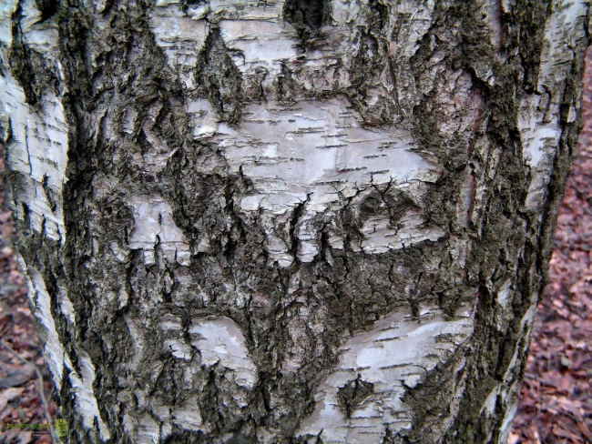 строение древесной коры