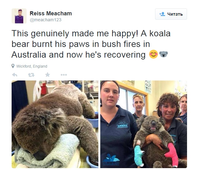 Радость парня, чьи варежки помогли вылечить обоженные лапы коалы