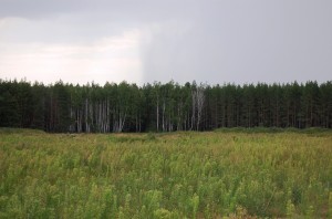 50 territorij lesnogo fonda postavili na gosuchet v Ul'janovskoj oblasti