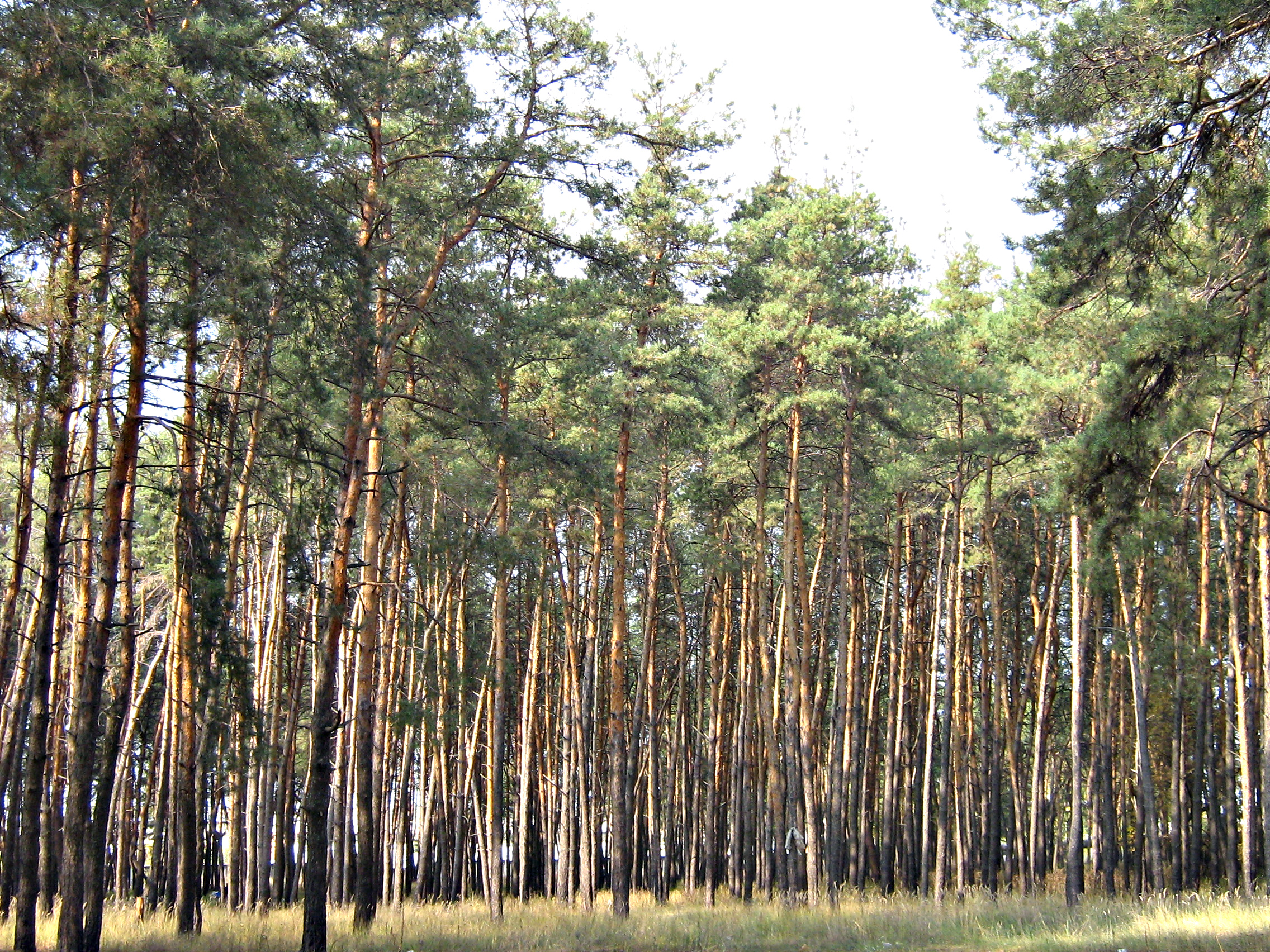 67 gektarov Borispol'skogo lesa vozvrashheny gosudarstvu