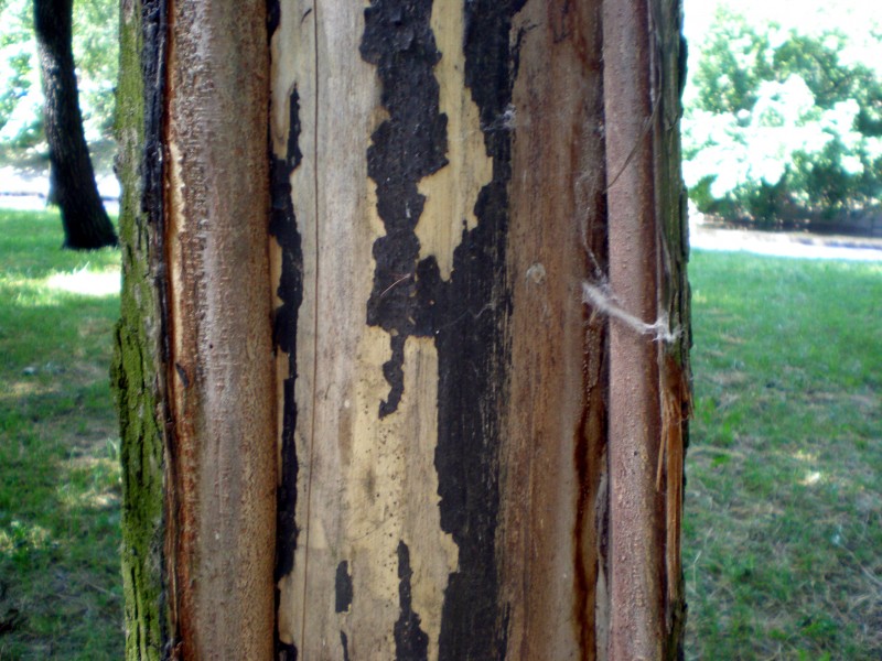 Дефекты древесины, сухобокость древесины