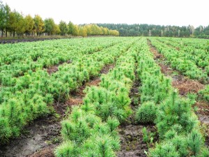 Bolee 10 tys. gektarov lesa vosstanovjat v Novgorodskoj oblasti