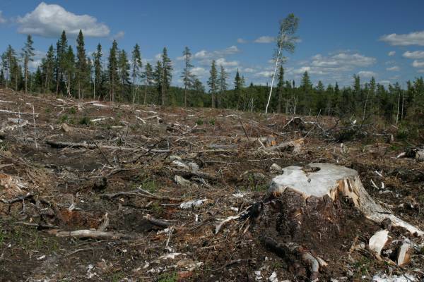 Bolee 13 mln. rublej sostavil ushherb ot nezakonnoj rubki lesov