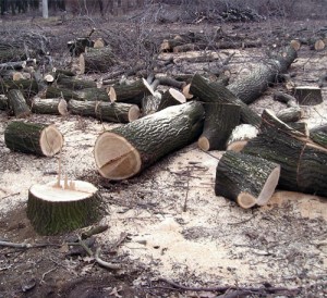 Brakon'ery vyrubili dubov pochti na 60 tys. griven