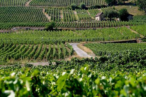 Budushhee za organicheskim vinogradarstvom