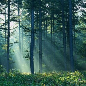 Cennye lesa Evropy na karte