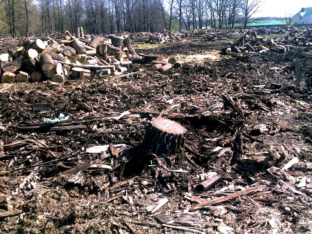 Chernovickij lesnik «ne zametil» vyrubku pochti 800 dubov i grabov