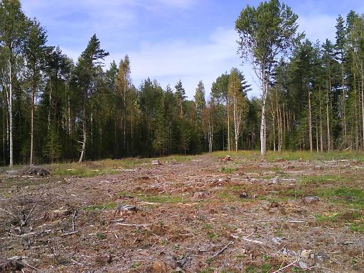 Chetvertaja chast' pokupatelej lesa v Latvii - spekuljanty