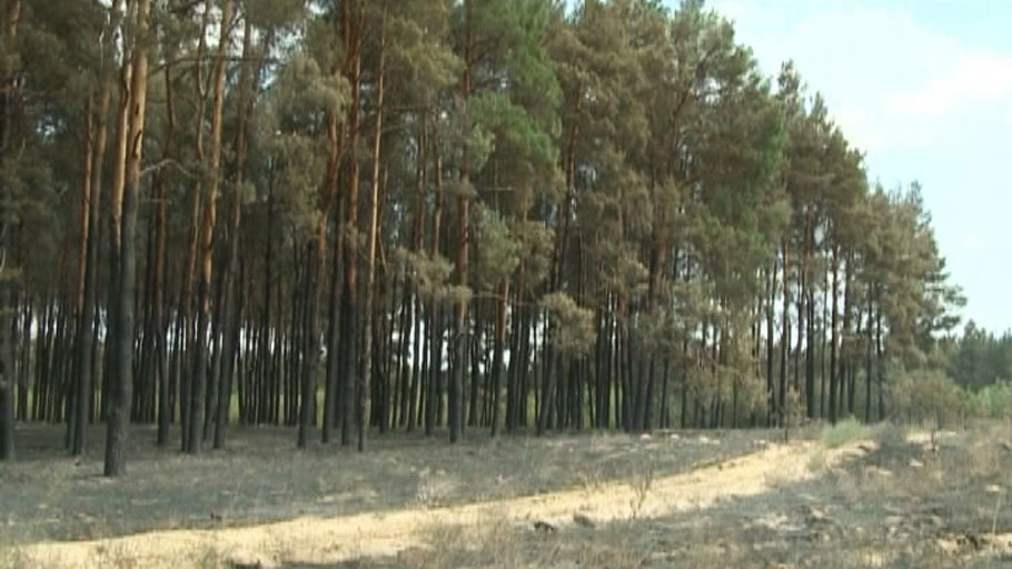 Chinovniki otdali 7,6 ga lesa pod Odessoj dlja stroitel'stva turisticheskoj bazy