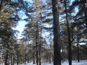 Dolgosrochnyj plan razvitija lesnogo hozjajstva razrabotajut v Zabajkal'e