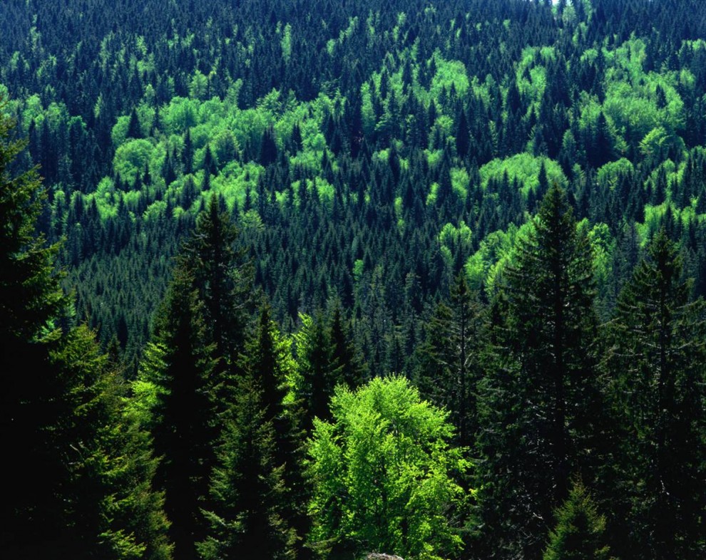 Evropejskuju programmu po zashhite lesov Azerbajdzhana prodlili na 4 goda