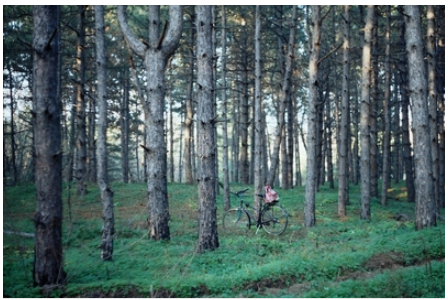 Fotografija lesa, sdelannaja ukrainkoj, pobedila v mezhdunarodnom konkurse