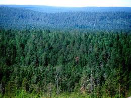 Issledovanie lesnogo pokrova planety