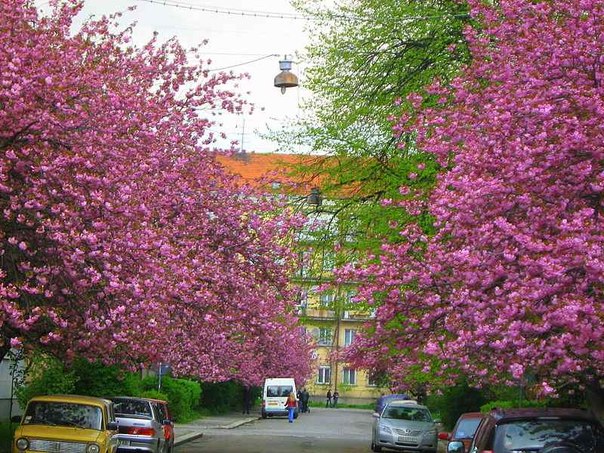 Iz-za neobychno teploj vesny v Uzhgorode nachali cvesti magnolii i sakury
