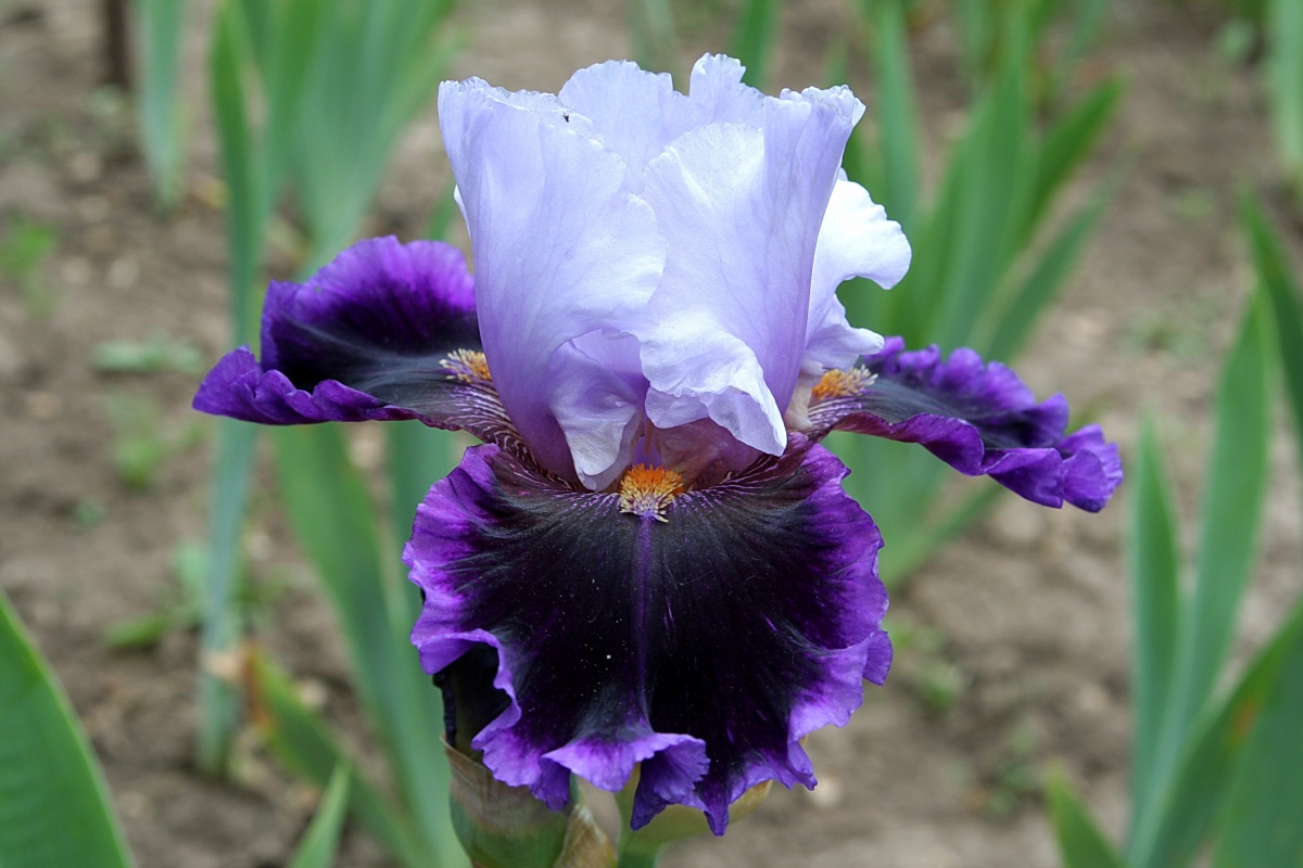 Iz-za zimnej zhary v Krymu zacveli iris-kasatik, alycha i mindal'