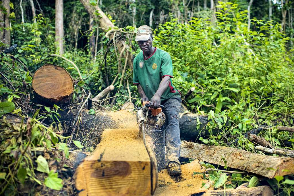 KPRF po vedeniju lesnogo hozjajstva Dal'nij Vostok – naravne s Kamerunom