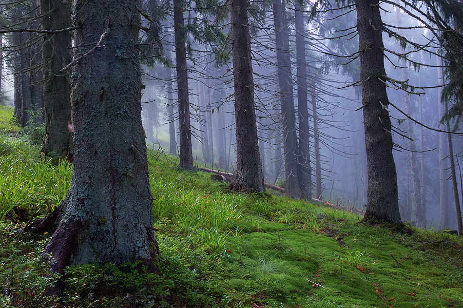Karpatskie elovye lesa – pod ugrozoj ischeznovenija
