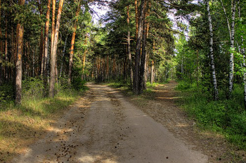 Kievsovet uprashivaet VR vkljuchit' v granicy Kieva Belichanskij les