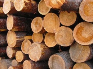 Krugljak sostavljaet osnovu jeksportiruemogo lesa iz Primor'ja