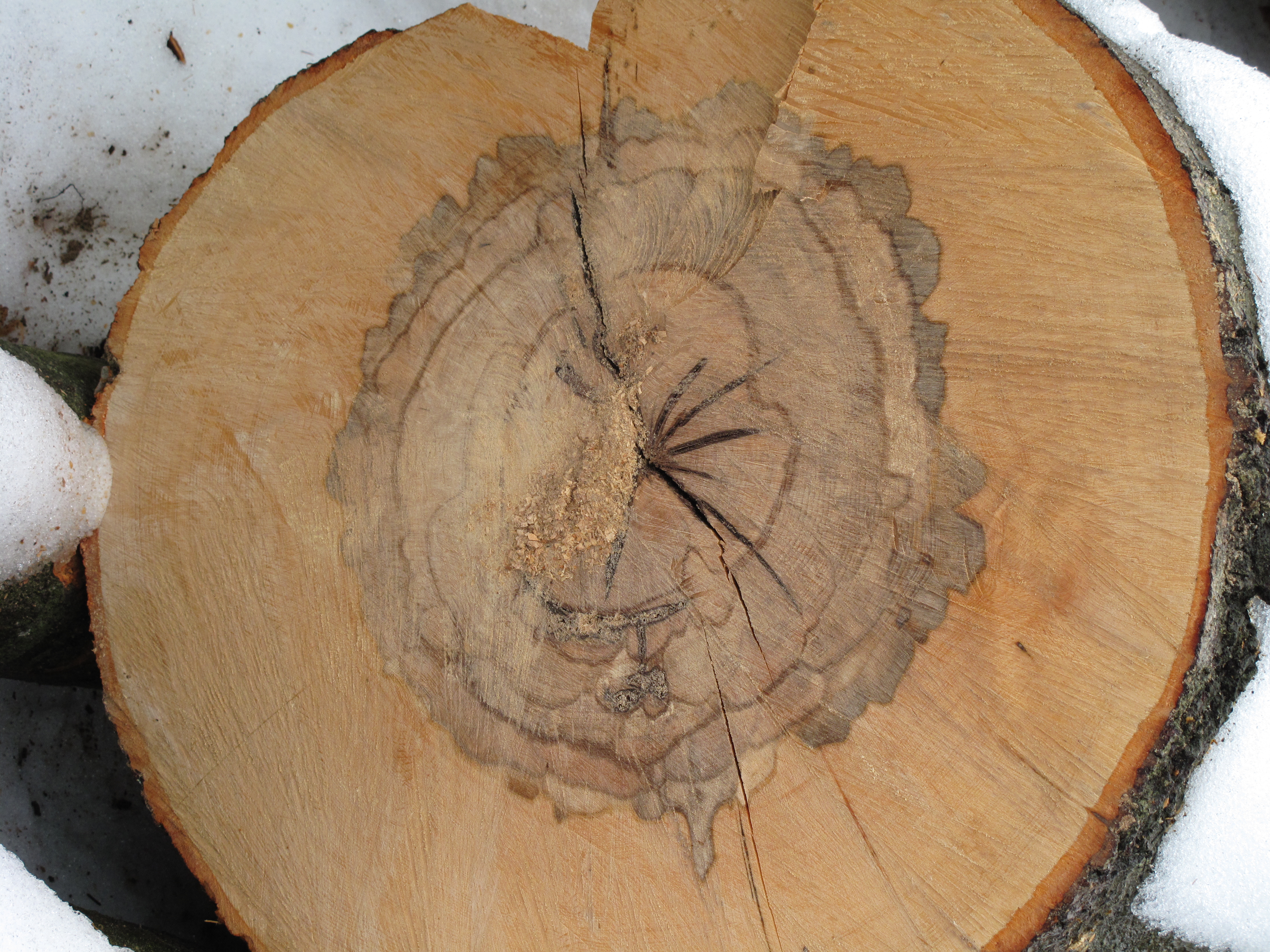 Дефекты древесины, ложное ядро древесины