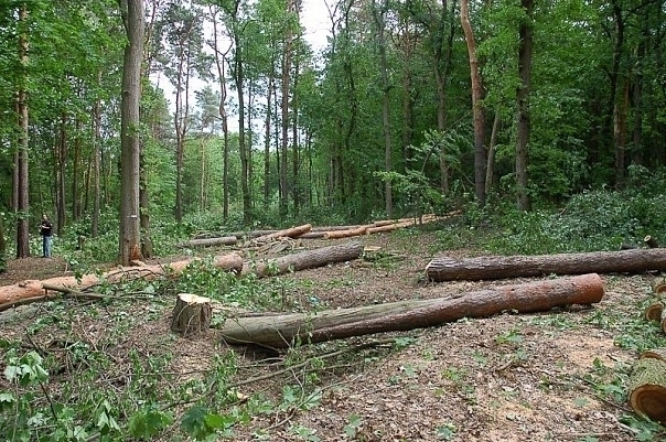 Lugansk – za gumannuju i vzveshennuju vyrubku lesov