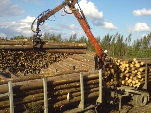 Na 27sokratilsja jeksport neobrabotannogo lesa iz Irkutskoj oblasti