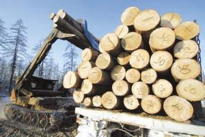 Na Altae snizilsja jeksport kruglogo lesa