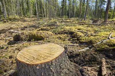 Na Bukovine lesnye ohranniki ne zametili vyrubki derev'ev na 100 tysjach griven