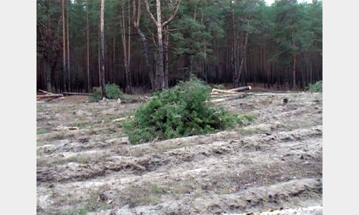 Na Donbasse ne prekarashhajutsja total'nye vyrubki lesov