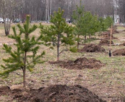 Na Ternopol'shhine vysadili pervyj v strane les v chest' Geroev Majdana