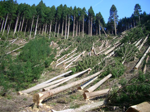 Na Volyni voennoe lesnichestvo nezakonno narubilo derev'ev na 1,2 milliona griven