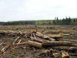 Na Zakarpat'e narubili lesov na 45 tysjach griven