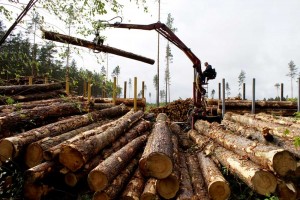 Nakazat' lesozagotovitelej trebuet prokuratura Habarovskogo kraja za besporjadok v uchjote drevesiny