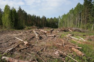 Narodnyj deputat Moshak hochet razobrat'sja s nezakonnoj vyrubkoj lesov na Perechinshhine