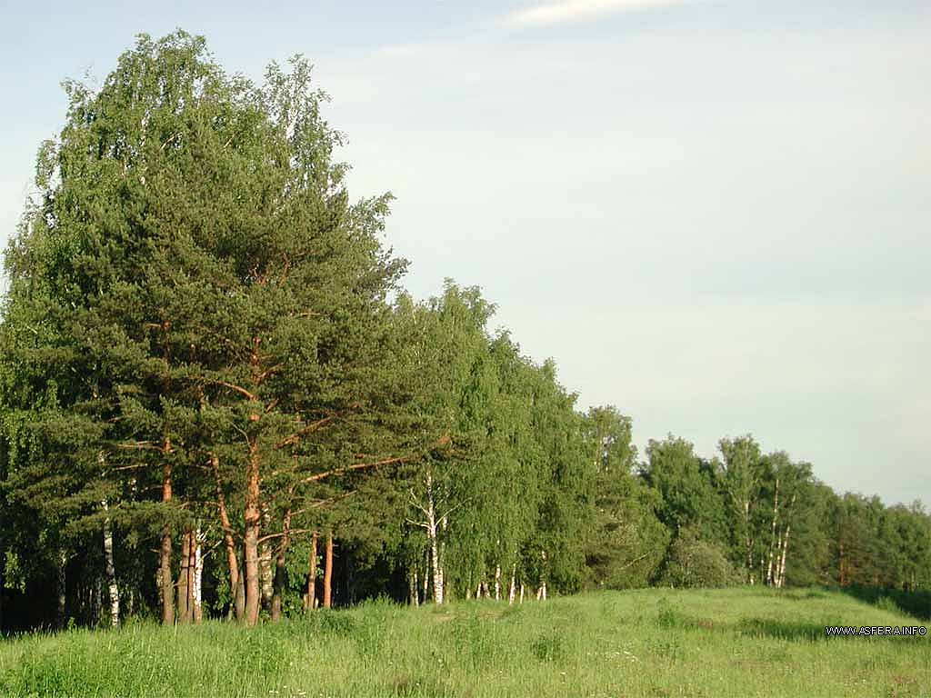Obuhovskomu rajonu vernuli uchastok lesa stoimost'ju bolee 20 mln. griven