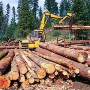 Okolo 1 mln. m3 lesa poluchili arendatory v Kostromskoj oblasti