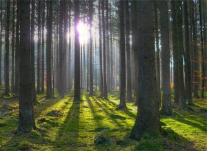 Okolo 14 tys. gektarov lesa vyrubili na Bukovine