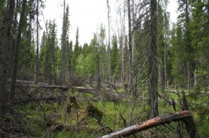 Okolo dvuh tysjach gektarov lesa usohlo v Murmanskoj oblasti