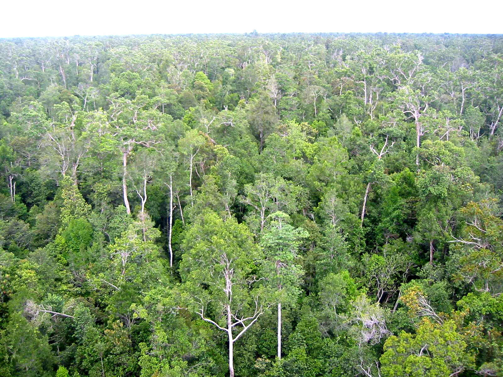 Otvetstvennoe ispol'zovanie tropicheskih lesov