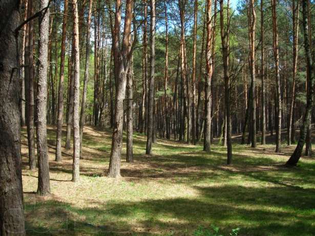 Prokuraturoj ostanovlena rasprodazha lesov Podmoskov'ja