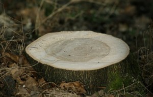 Tree-stump-520x331