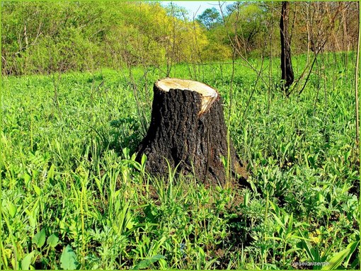 Uvelichilas' nezakonnaja vyrubka sibirskih lesov