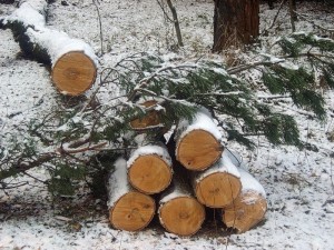 Uzhestochit' nakazanie planirujut v Rossii za nanesenie ushherba lesnomu fondu