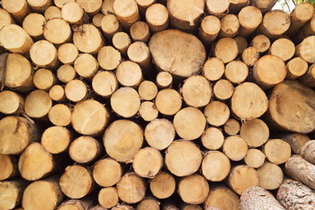 V 2012 godu zametno umen'shilos' kolichestvo nezakonno zagotavlivaemoj drevesiny