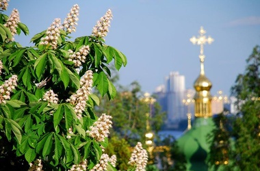 V 2013 godu v Kieve planirujut vysadit' 15 tysjach novyh derev'ev